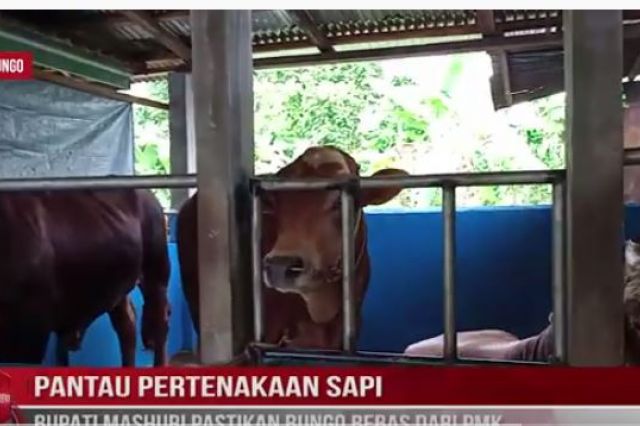 PANTAU PERTENAKAAN SAPI, BUPATI MASHURI PASTIKAN BUNGO BEBAS DARI PMK