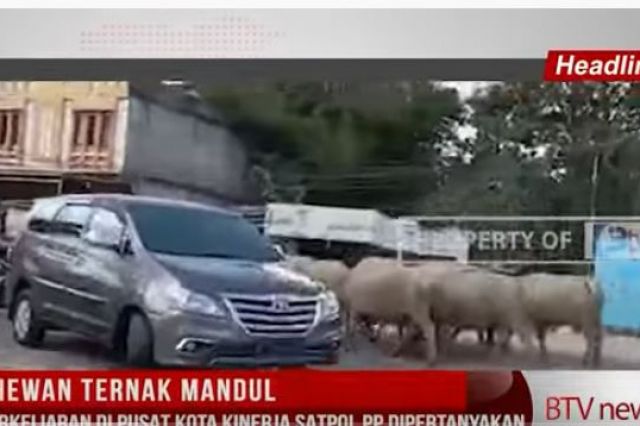 PERDA HEWAN TERNAK MANDUL, KERBAU BERKELIARAN DI PUSAT KOTA KINERJA SATPOL PP DIPERTANYAKAN