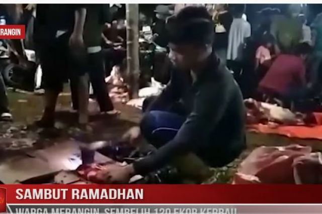 SAMBUT RAMADHAN WARGA MERANGIN SEMBELIH 120 EKOR KERBAU