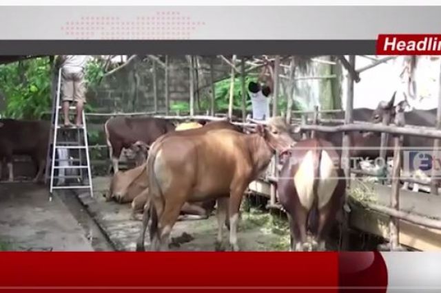 WABAH PMK MEMBUAT PETERNAK SAPI DI KOTA JAMBI RESAH