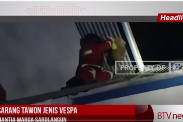 SARANG TAWON JENIS VESPA HANTUI WARGA SAROLANGUN